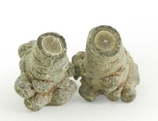 三七的頭數(shù)是什么？