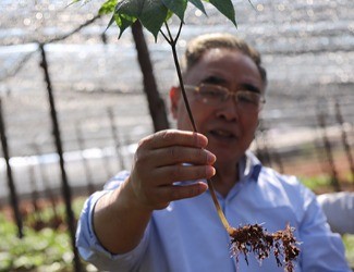 三七是做的最大、研究最好最深的中藥大品種