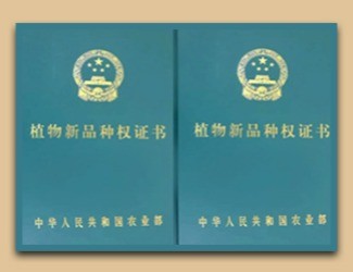 國家給三七頒發(fā)了這個(gè)證書，歷史首次！