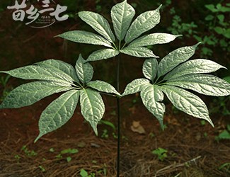 三七與土三七的區(qū)別，土三七含有毒性