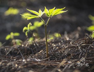 市場上售賣的野生三七出自哪里？