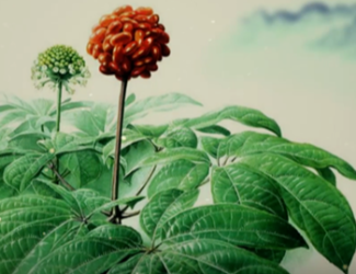 為什么說三七是“十全十美”的植物？