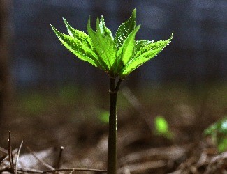 三七的普通種植和GAP種植有什么不同？
