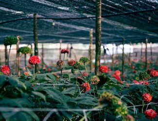 重磅炸彈！三七行業(yè)重大政策調(diào)整今年6月1日起開始實施！