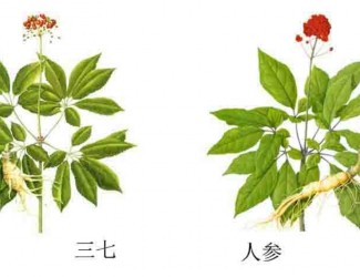 三七人參功效區(qū)別，“北參南七”說法的由來