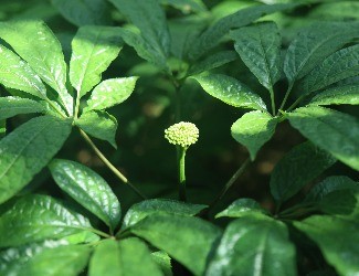 三七怎么吃：涼拌三七花蟲草花，風(fēng)雅吃花，清爽養(yǎng)生
