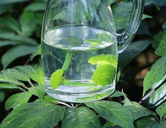三七怎么吃——三七花雪碧飲，夏日里的一杯“怡紅快綠”