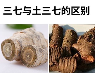 揭秘土三七和三七的差異性，警惕吃錯易導致肝臟衰竭