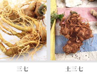 文山三七價(jià)格琳瑯滿目，當(dāng)心三七和土三七區(qū)別