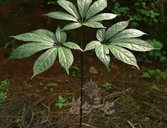 人有九種性格，三七粉有寒熱之分嗎？