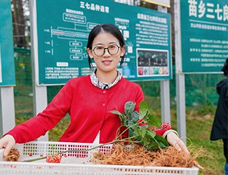 苗鄉(xiāng)三七良種喜獲豐收！??！